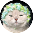 猫咪超凶
